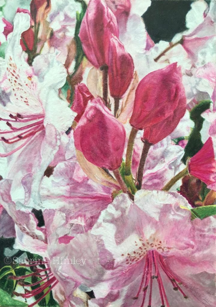 “Portland Rhododendrons”